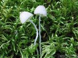 Mycena galopus var. candida