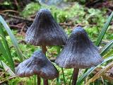 Mycena galopus var. leucogala 