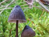 Mycena galopus var. leucogala 