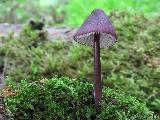 Mycena purpureofusca