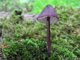 Mycena purpureofusca