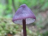 Mycena purpureofusca