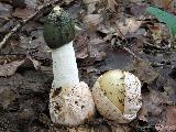 Phallus impudicus 