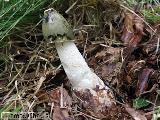 Phallus impudicus 