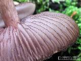 Mycena pelianthina