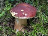 Boletus pinophilus