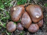 Cortinarius purpurascens 