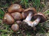 Cortinarius purpurascens 