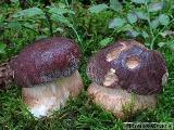 Boletus pinophilus