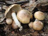 Cortinarius turmalis