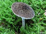 Pluteus thomsonii 