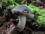 Pluteus thomsonii