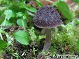 Pluteus thomsonii 