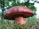 Rubroboletus legaliae 