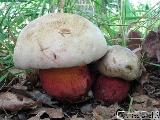 Rubroboletus legaliae 