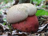 Rubroboletus legaliae 