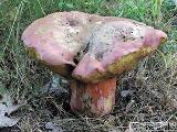 Rubroboletus legaliae 