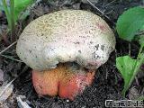 Rubroboletus legaliae 