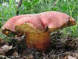 Rubroboletus legaliae f. spinarii 