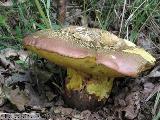 Rubroboletus legaliae f. spinarii 