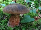 Sutorius luridiformis 