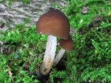 Pluteus phlebophorus