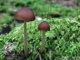 Pluteus phlebophorus