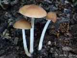 Pluteus phlebophorus 