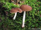 Pluteus phlebophorus