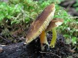 Pluteus romellii