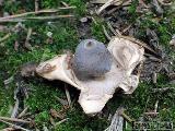 Geastrum quadrifidum