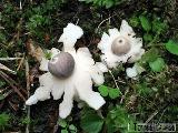 Geastrum quadrifidum