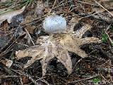 Geastrum pectinatum