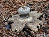 Geastrum pectinatum 