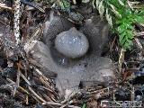 Geastrum pectinatum