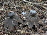 Geastrum pectinatum 