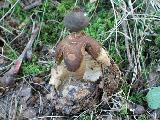 Geastrum fornicatum