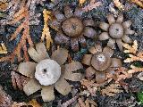 Geastrum floriforme 