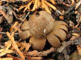 Geastrum floriforme 