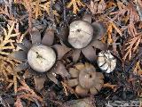 Geastrum floriforme 