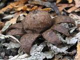 Geastrum floriforme 