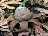 Geastrum floriforme 