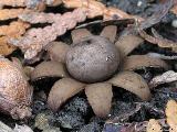 Geastrum floriforme 