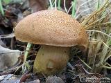 Aureoboletus moravicus 