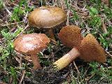 Chalciporus piperatus 