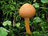 Chalciporus piperatus 