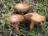 Chalciporus piperatus 
