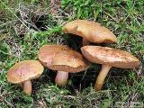 Chalciporus piperatus 