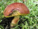 Aureoboletus gentilis