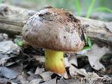 Aureoboletus gentilis